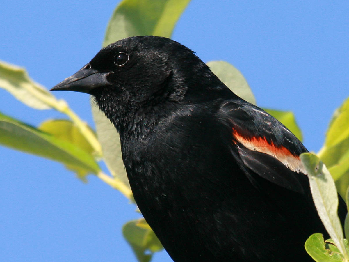 Red-winged Blackbird
