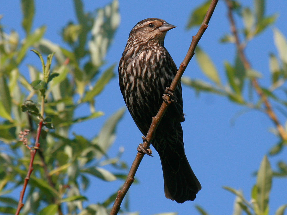 Red-winged Blackbird