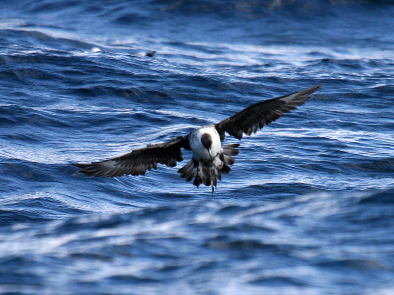 Pomarine Jaeger