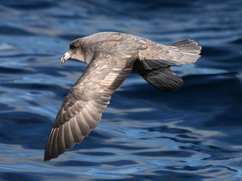 Northern Fulmar