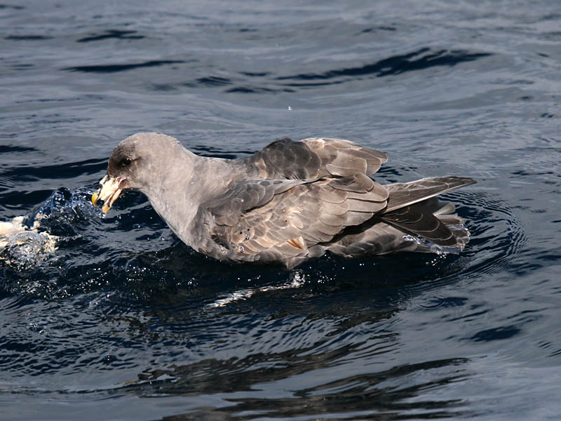 Northern Fulmar