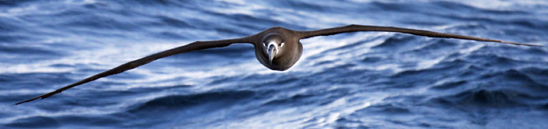 Black-footed Albatross