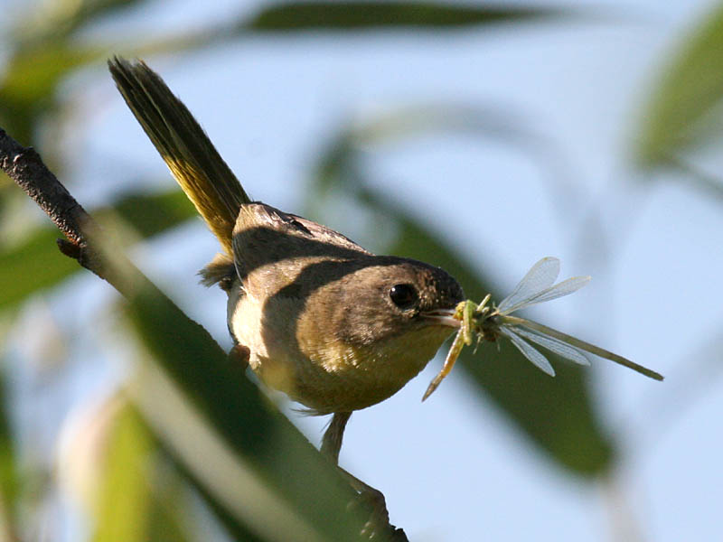 Common Yellowthroat