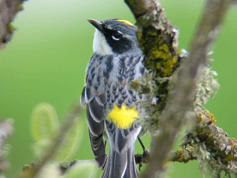 Yellow-rumped Warbler