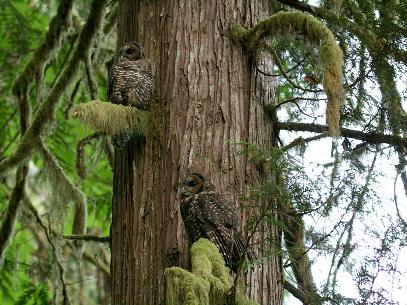 Spotted Owl