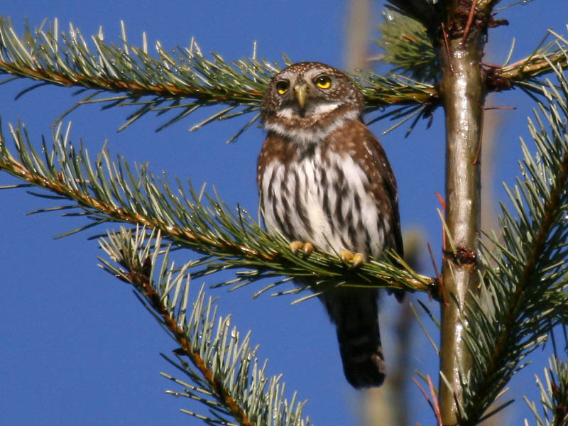 Northern Pygmy-Owl