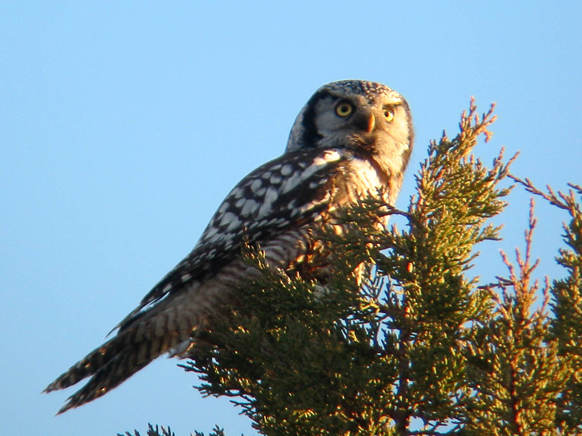 Northern Hawk Owl