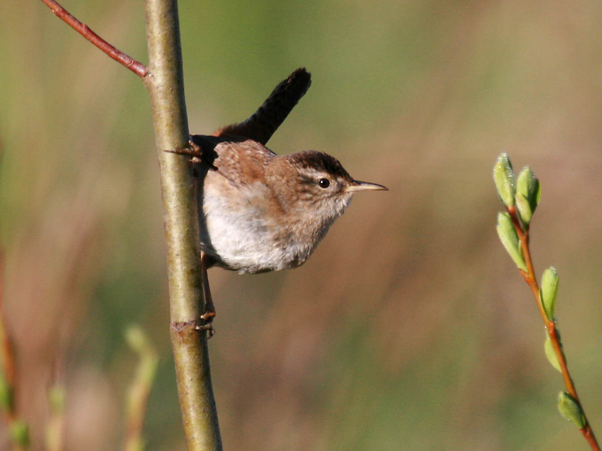 Marsh Wren