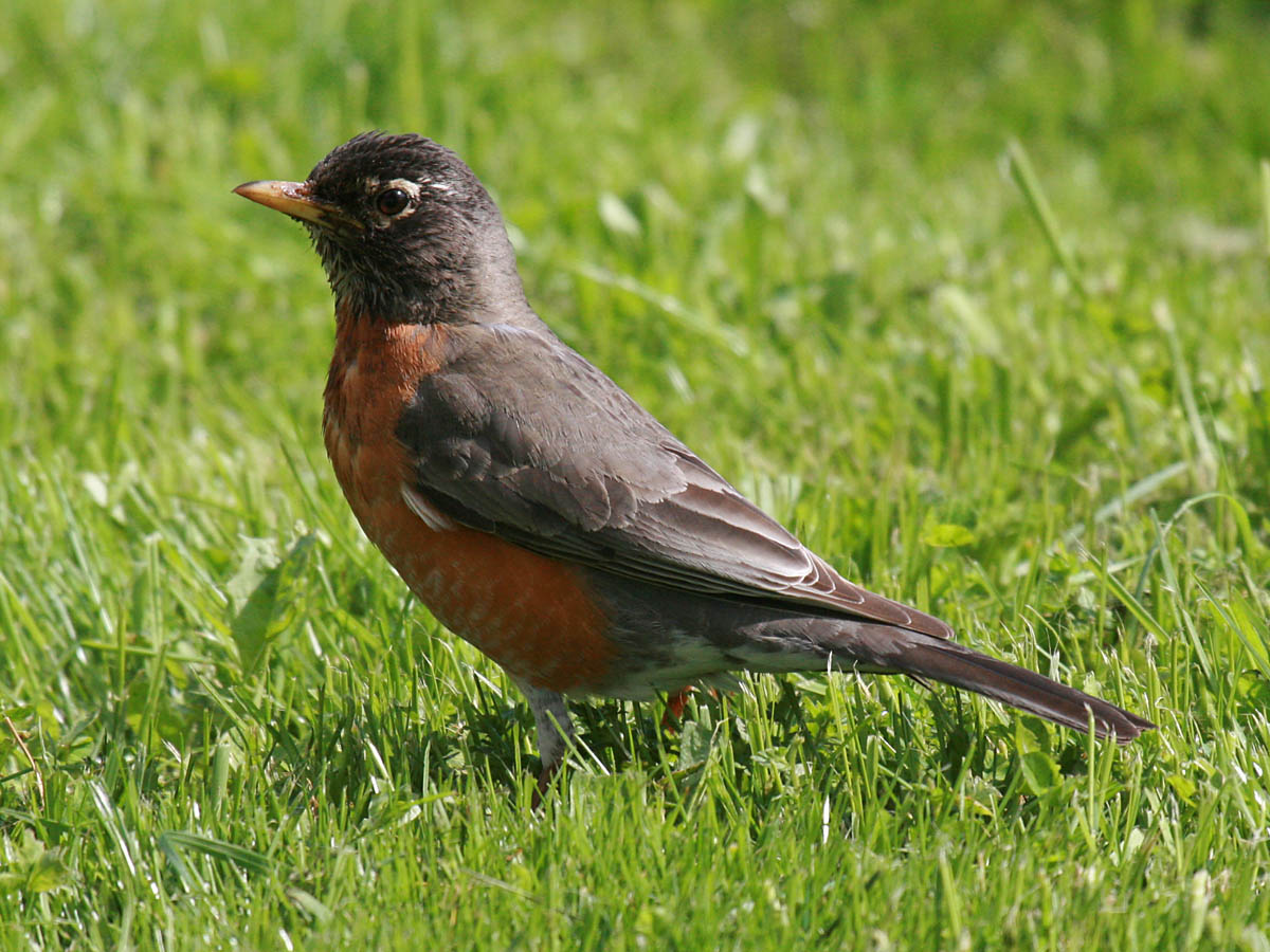 American Robin