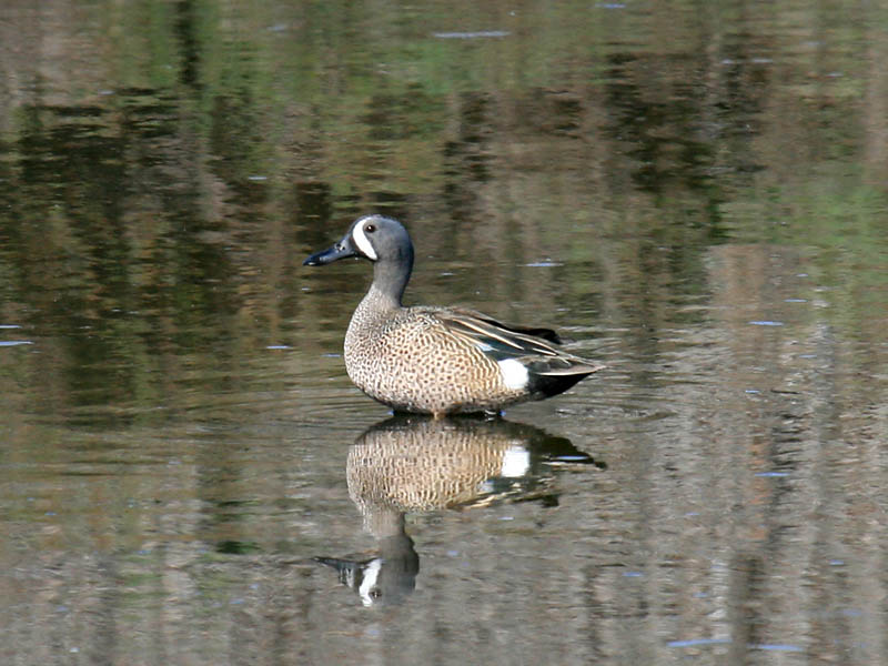 Blue-winged Teal