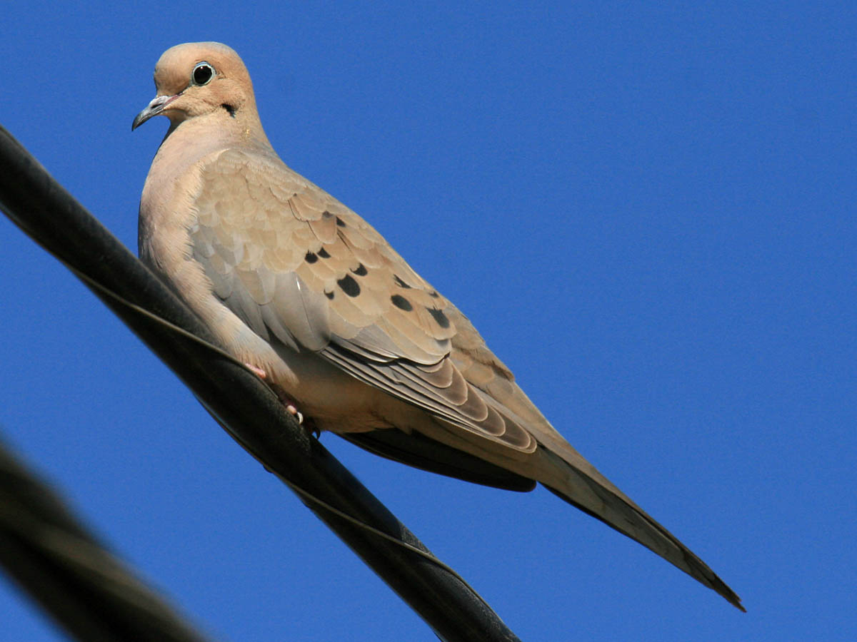 Mourning Dove