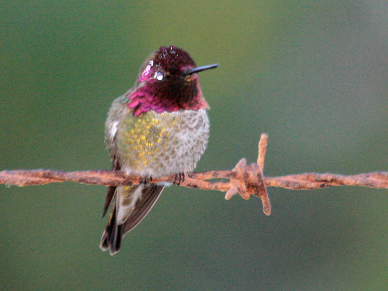 Annas Hummingbird