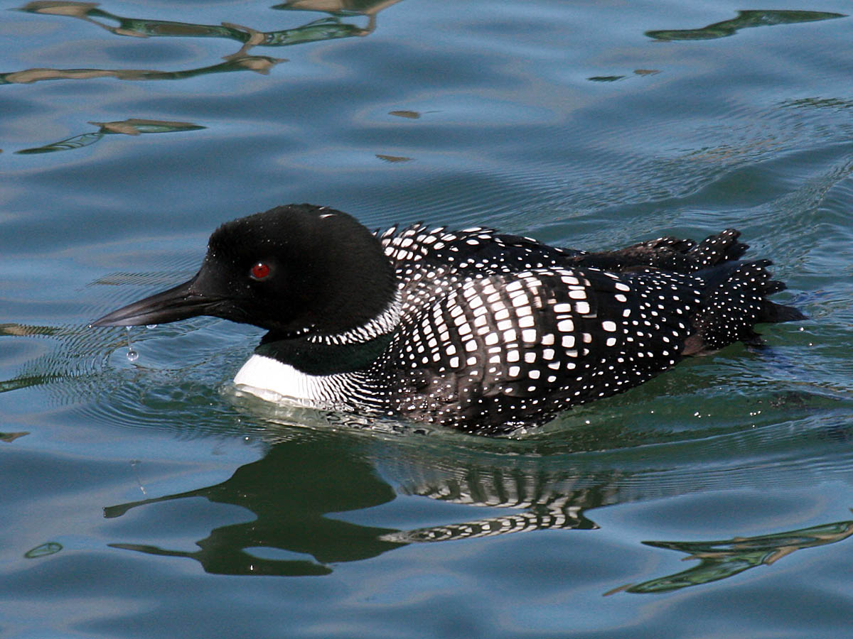 Common Loon