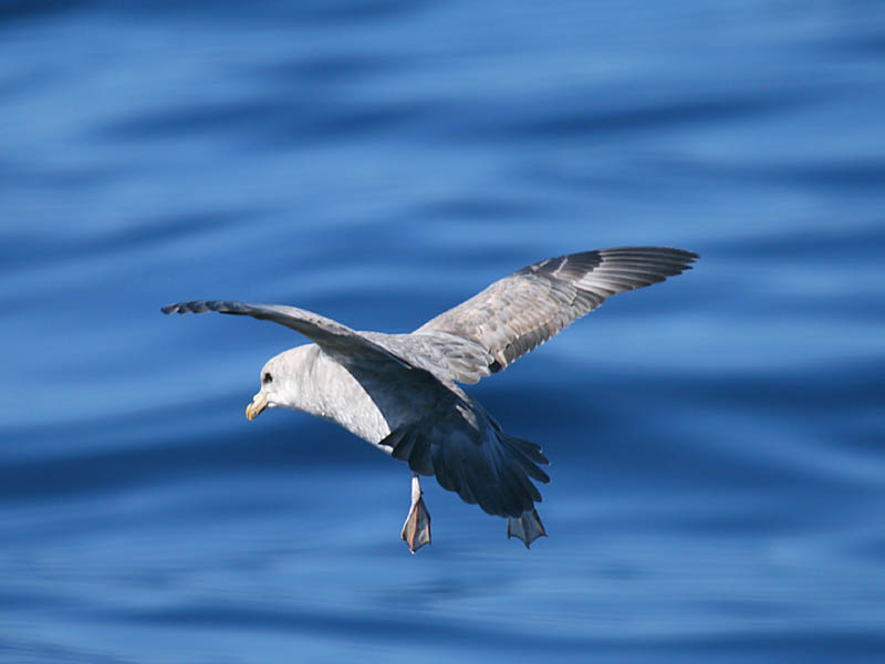 Northern Fulmar