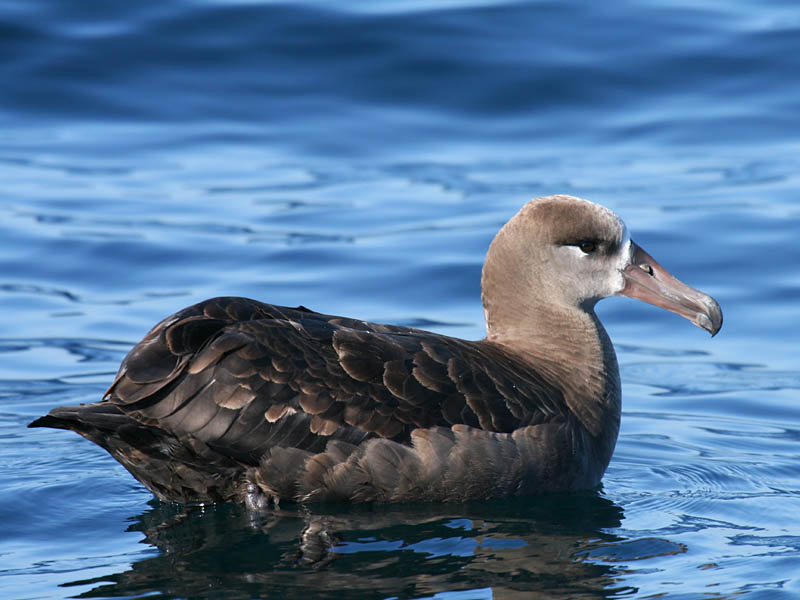 Black-footed Albatross