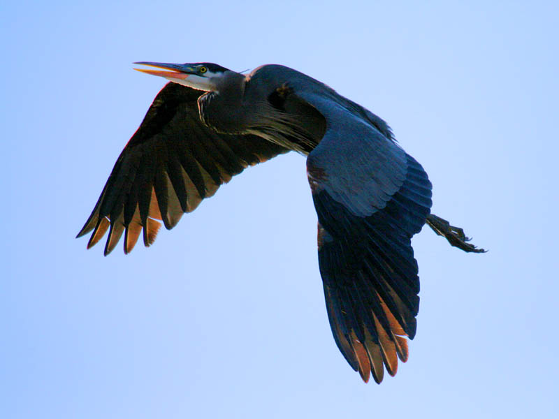 Great Blue Heron