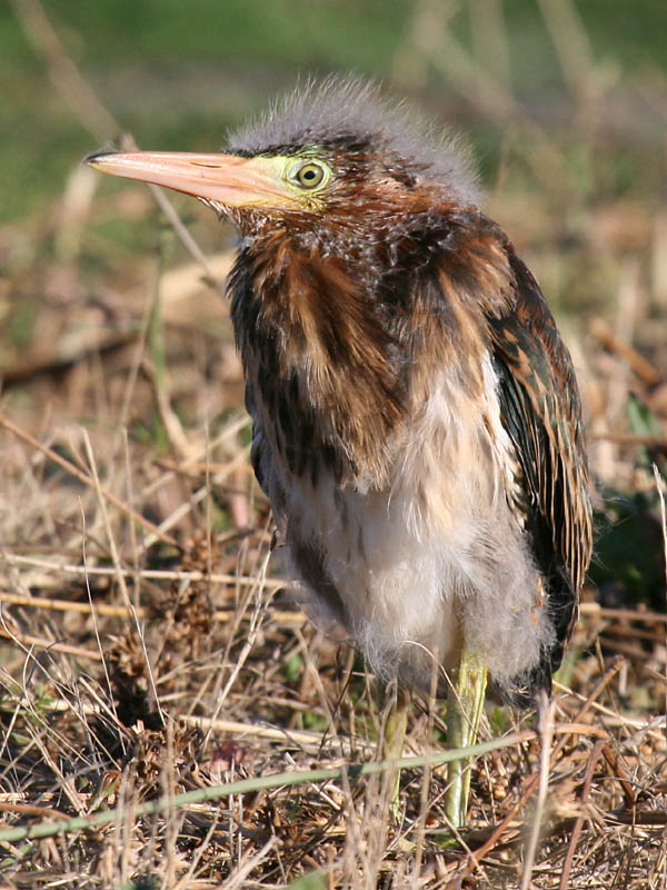 Green Heron