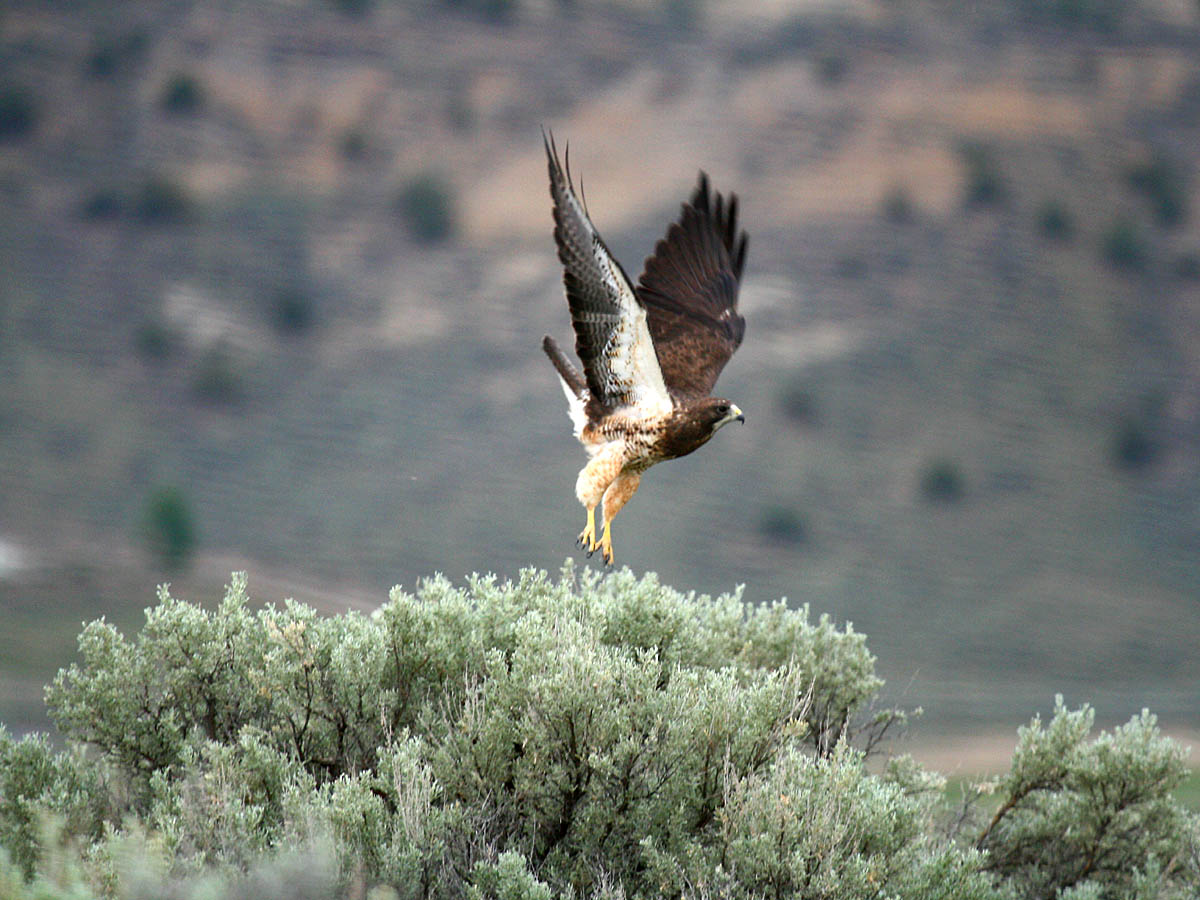 Swainsons Hawk