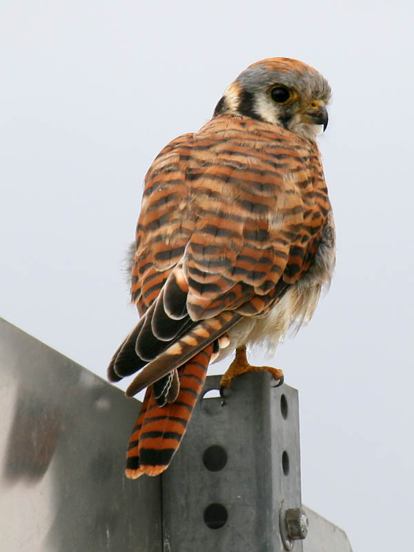American Kestrel