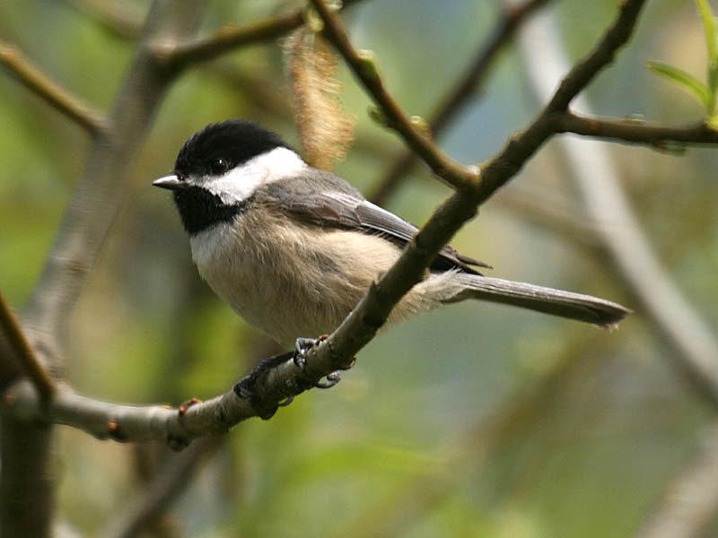 Black-capped Chickadee