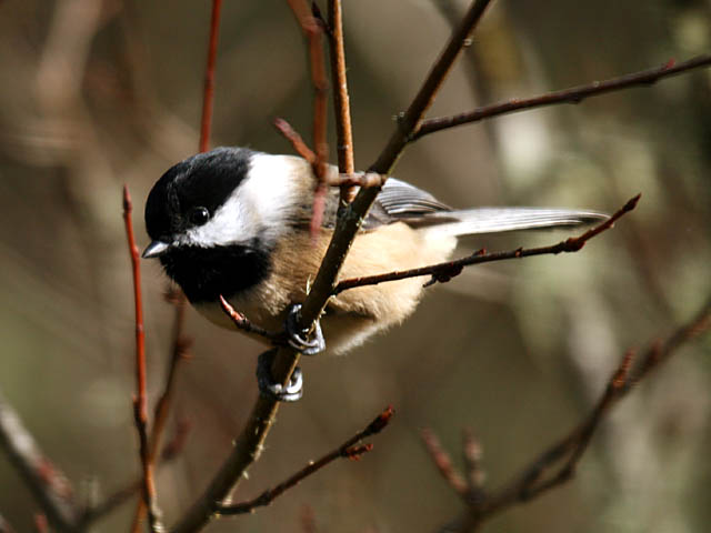 Black-capped Chickadee