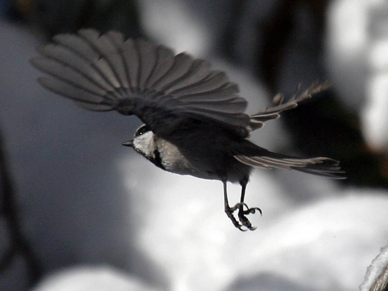 Mountain Chickadee