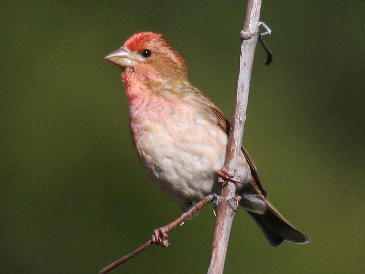 Purple Finch