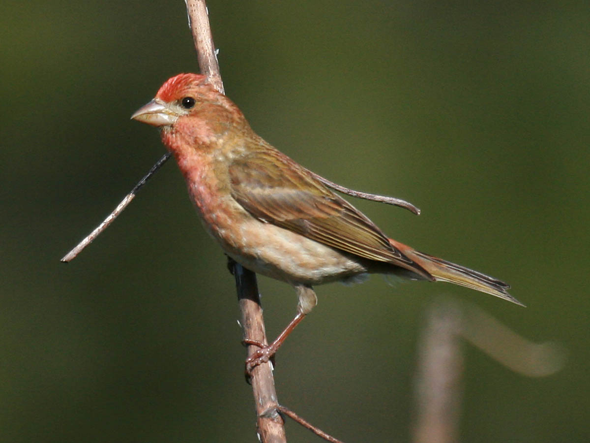 Purple Finch