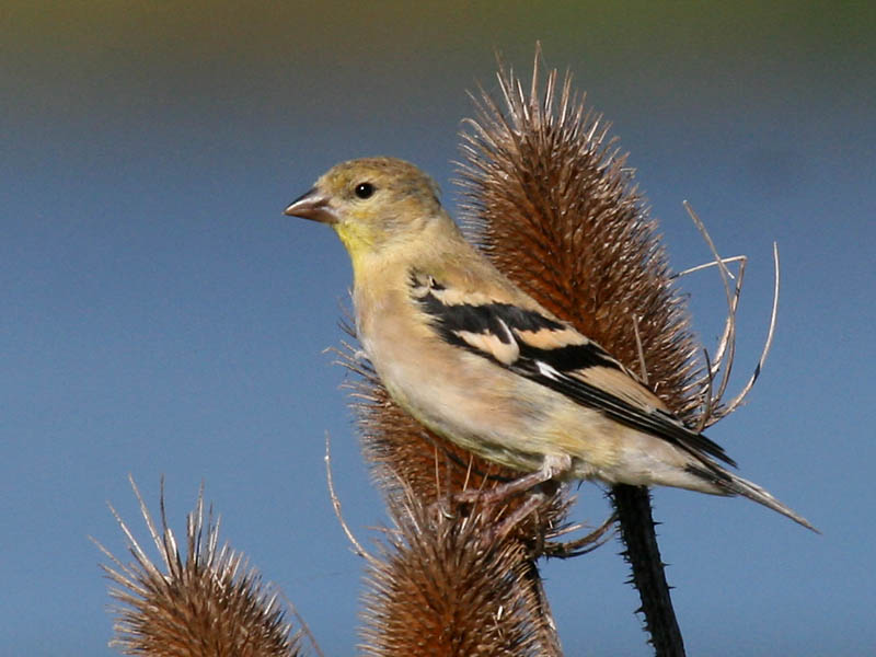 American Goldfinch