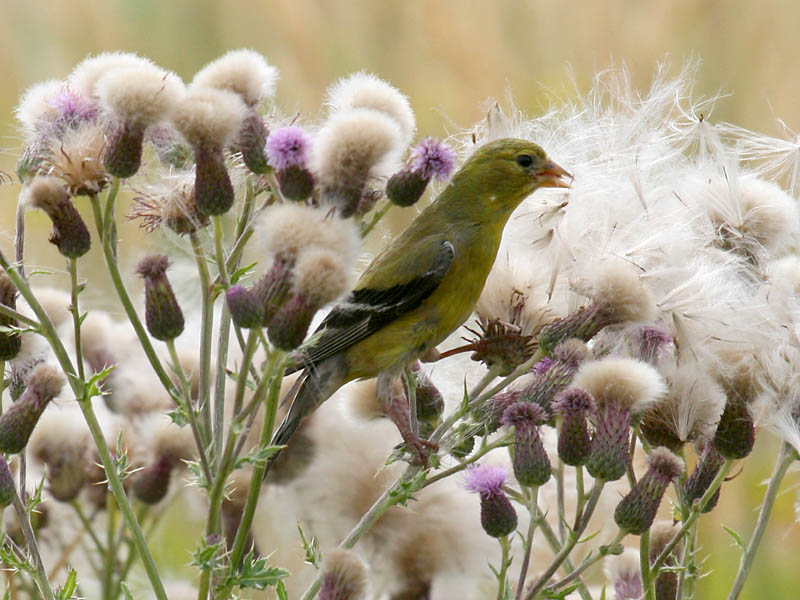 American Goldfinch