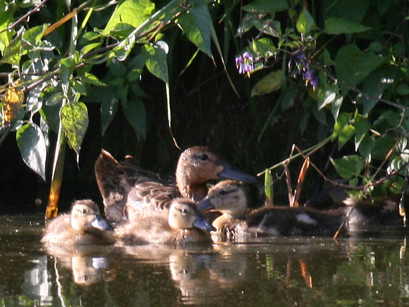 Cinnamon Teal