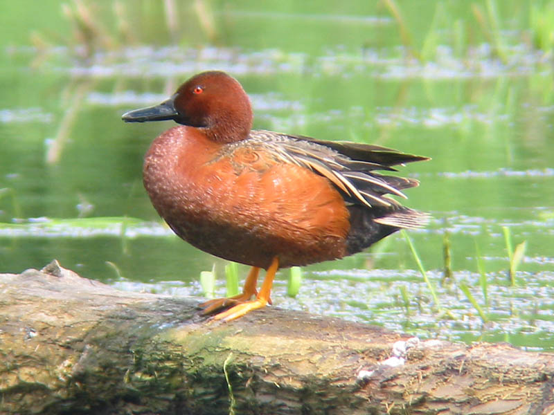 Cinnamon Teal