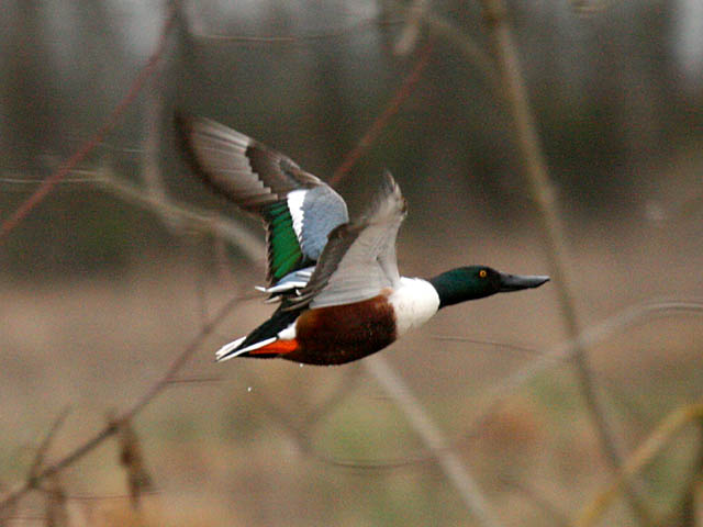 Northern Shoveler