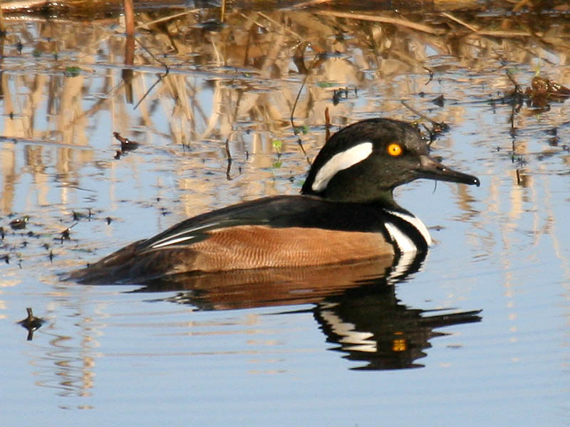Hooded Merganser