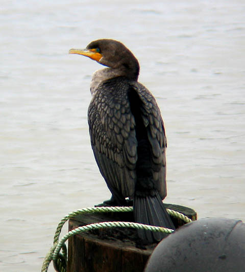 Double-crested Cormorant