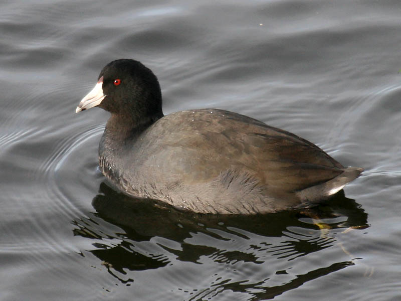 American Coot