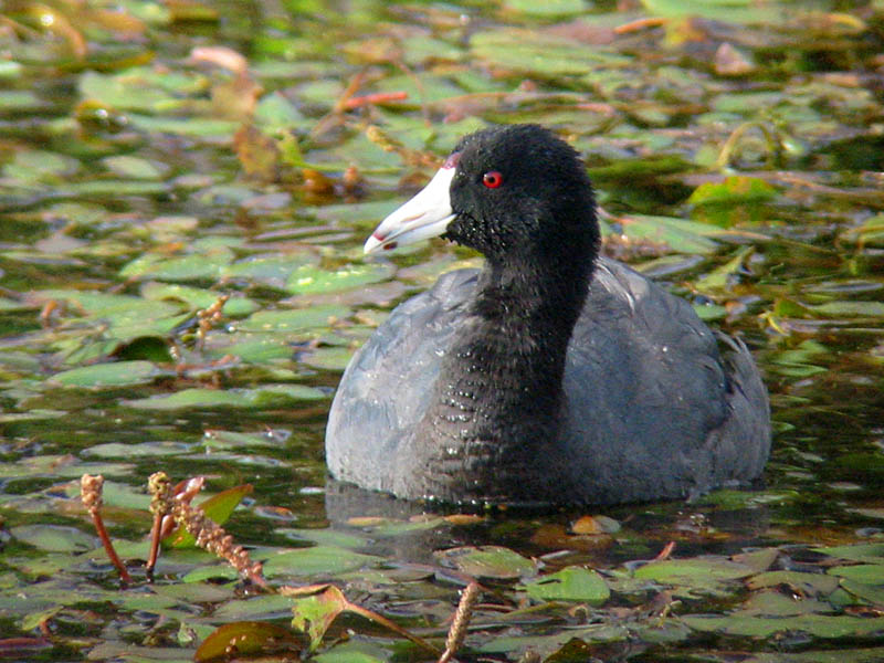 American Coot