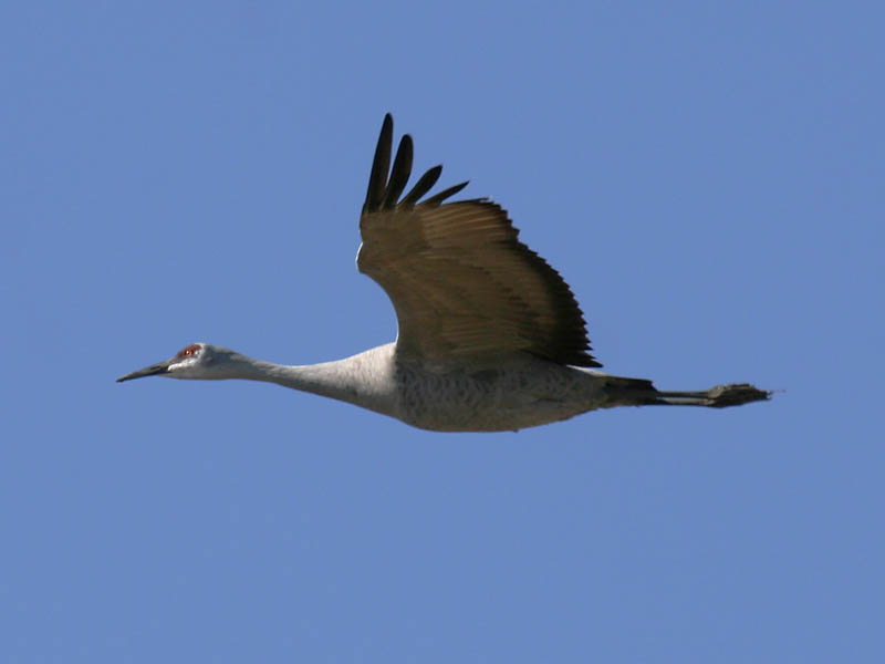 Sandhill Crane