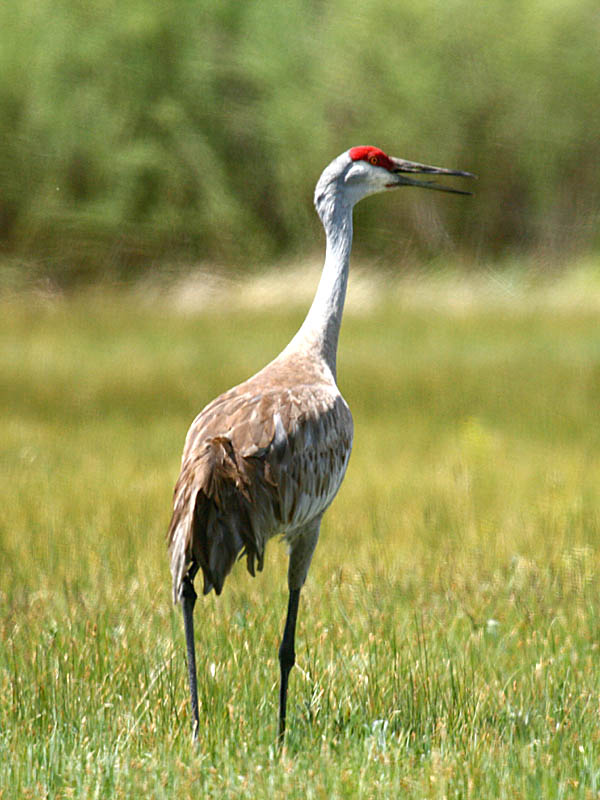 Sandhill Crane