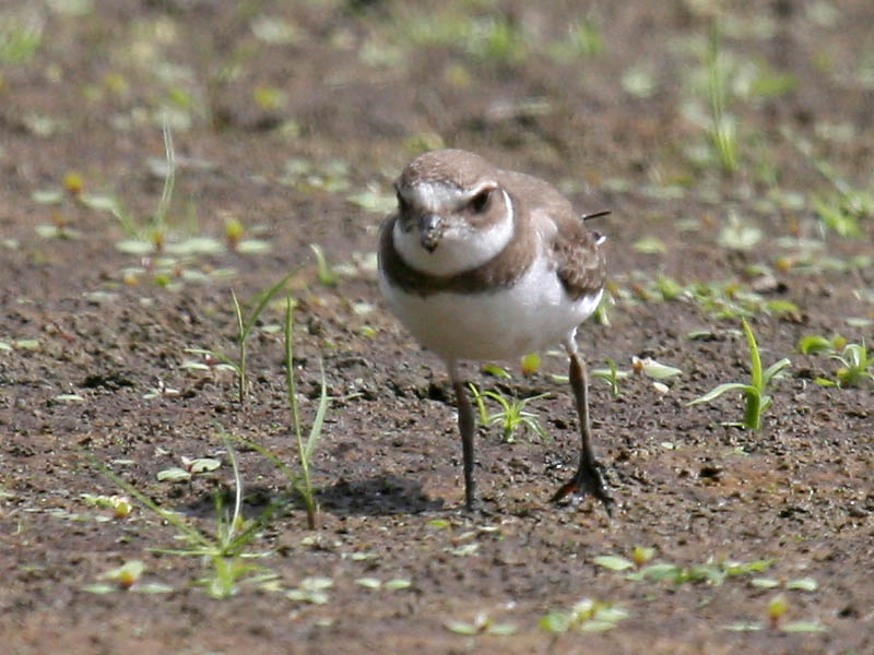 Semipalmated Plover