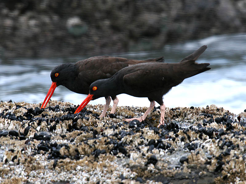 Black Oystercatcher