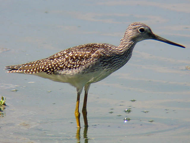 Greater Yellowlegs