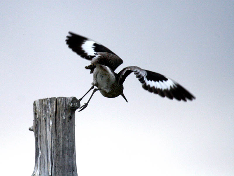 Willet