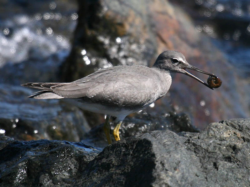 Wandering Tattler