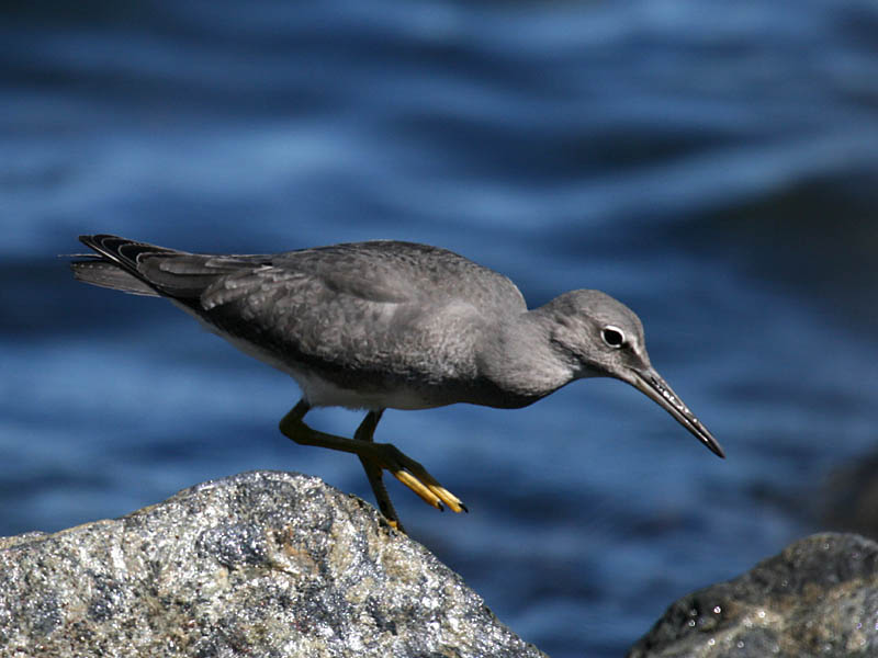 Wandering Tattler