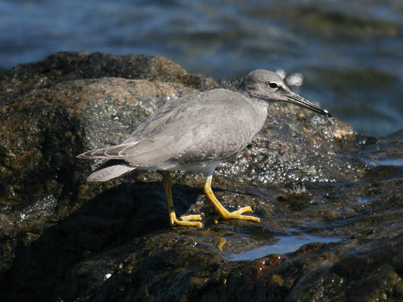 Wandering Tattler