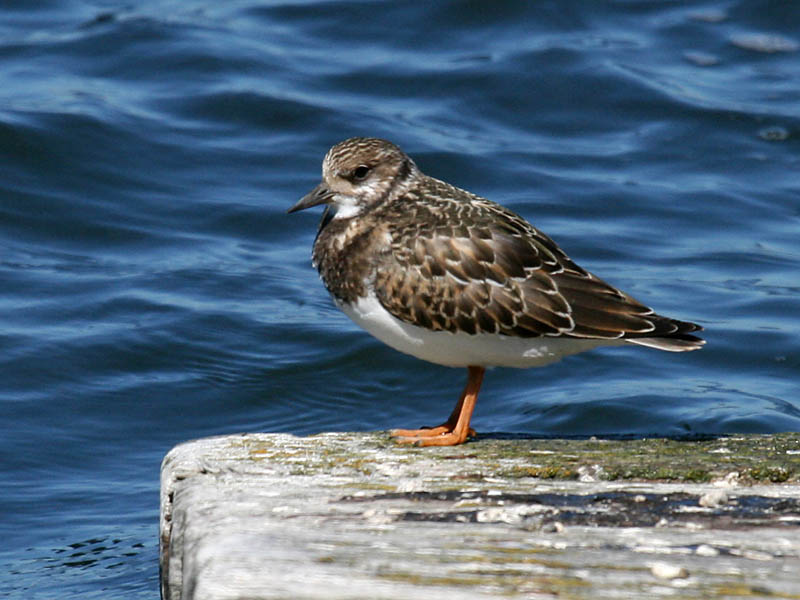 Ruddy Turnstone