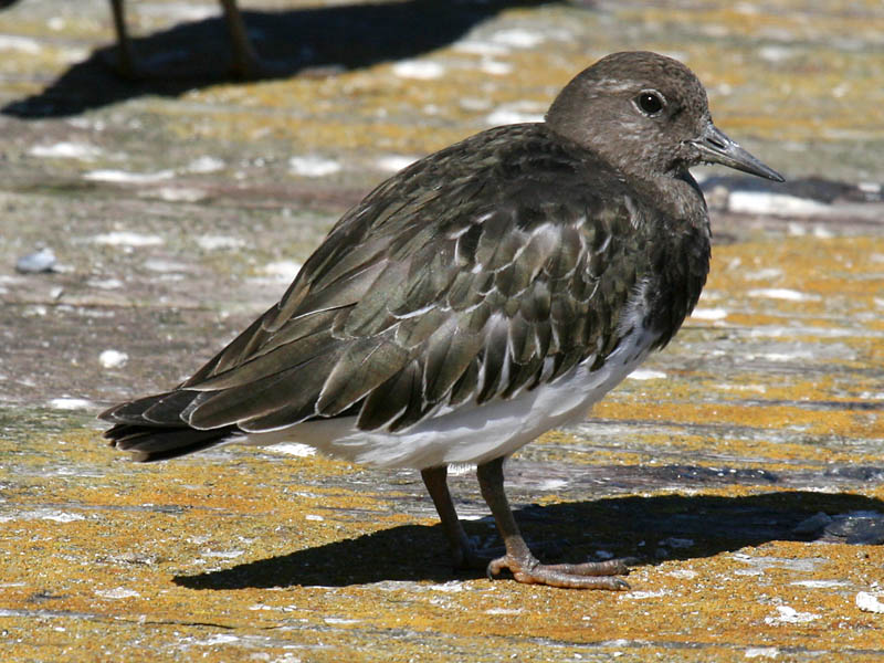 Black Turnstone