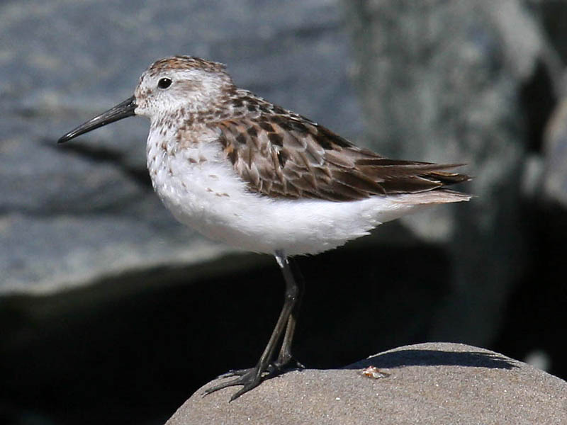 Western Sandpiper