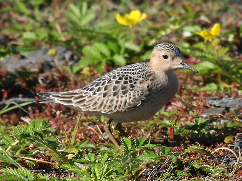 Buff-breasted Sandpiper